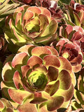 Aeonium Cutting 4" Purdy Variety - Succulent Plant, Rosette, Drought-Resistant, Indoor Outdoor, Aeonium 'Purdy'