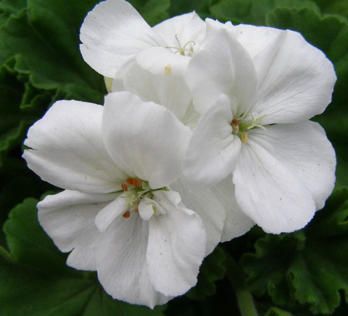 Geranium Cuttings 3-Pack White Pelargonium Zonal Live Flower Plant for Propagation