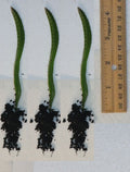 Rooted Yellow Dragon Fruit Seedlings - Hylocereus megalanthus - 4 Inch Cactus Plants