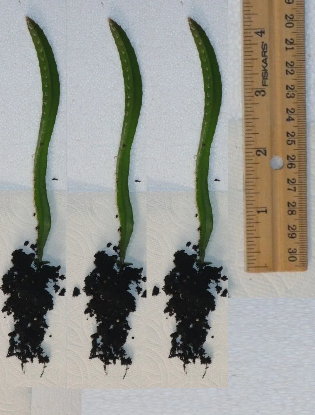 Rooted Yellow Dragon Fruit Seedlings - Hylocereus megalanthus - 4 Inch Cactus Plants