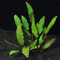 Cryptocoryne Wendtii 'Green' Live Aquarium Plant - Freshwater Pond Plant - Hardy Green Aquatic Plant