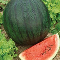 Sugar Baby Watermelon Seeds - Heirloom Non-GMO Citrullus lanatus for Small, Juicy Watermelons