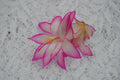 Christmas Cactus Starter Plant - Fairy Tale Schlumbergera Truncata Well Rooted Indoor Cactus for Holiday Decor