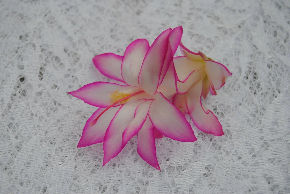 Christmas Cactus Starter Plant - Fairy Tale Schlumbergera Truncata Well Rooted Indoor Cactus for Holiday Decor