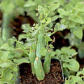 Senecio Articulatus Candle Plant 4-Inch Potted Succulent Rare Curiously Looking Plant