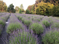 Lavender Live Plants - Well Rooted Plugs - Aromatic Herb - Lavandula angustifolia for Gardens & Containers