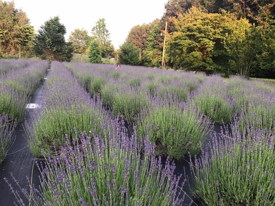 Lavender Live Plants - Well Rooted Plugs - Aromatic Herb - Lavandula angustifolia for Gardens & Containers