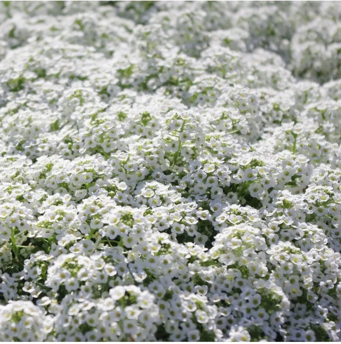 White Alyssum Carpet of Snow Flower Seeds - Organic Dwarf Lobularia maritima Seeds for Borders & Containers