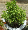 Crassula Tetragona Mini Pine Tree Succulent Cuttings Lot of 5 - 5-6 Inch Freshly Cut Plants