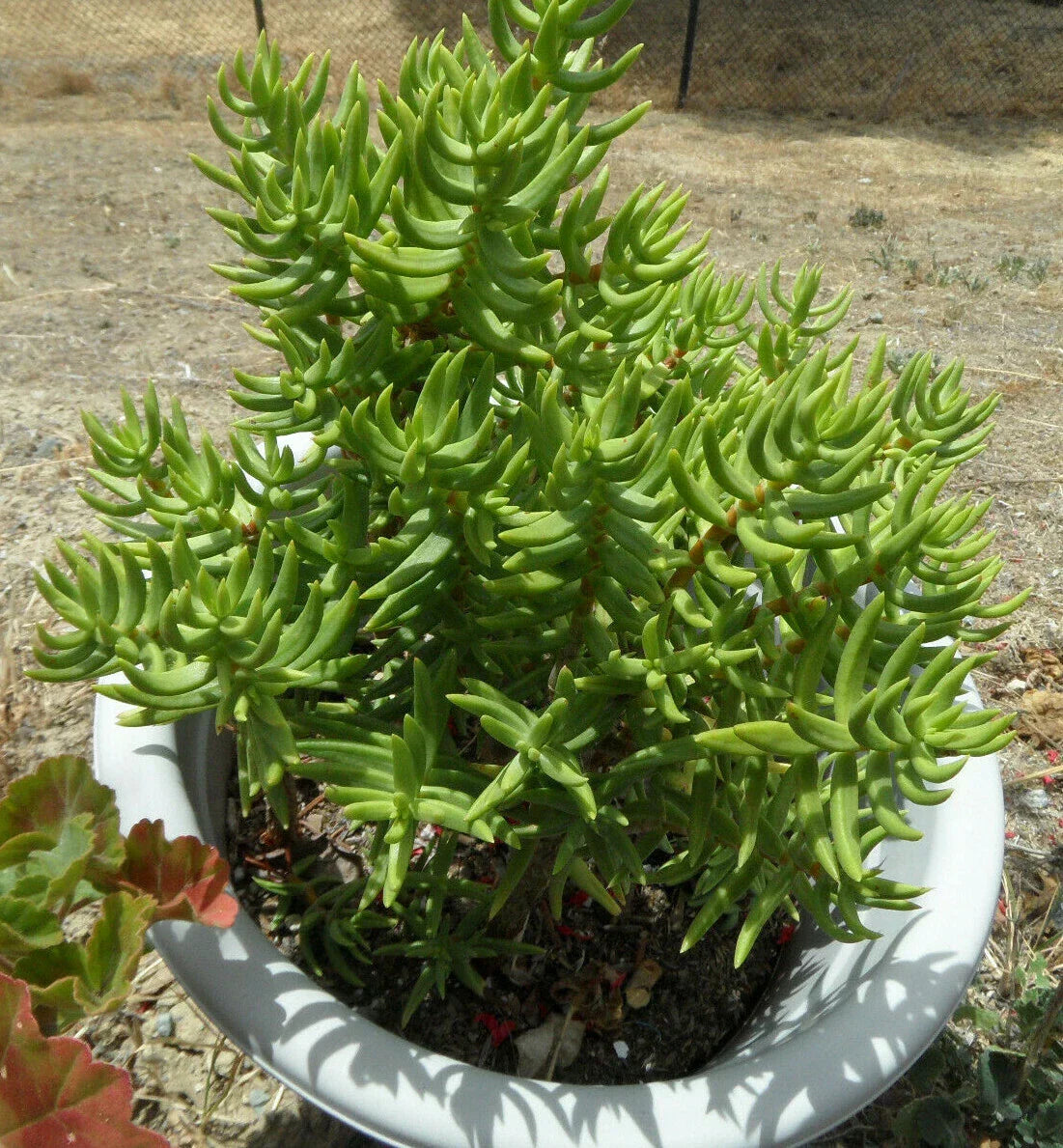 Crassula Tetragona Mini Pine Tree Succulent Cuttings Lot of 5 - 5-6 Inch Freshly Cut Plants