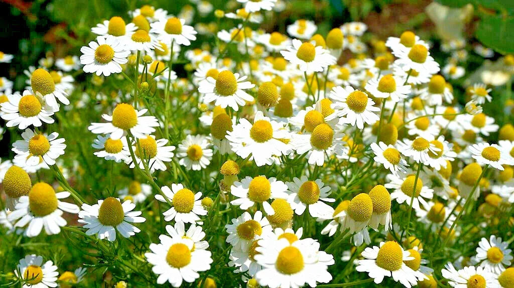 German Chamomile Seeds - 100 Pack, Calming Herb for Sleep & Relaxation, Matricaria recutita