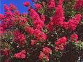 Dallas Red Cape Myrtle Seeds - Perennial Flowering Tree, Lagerstroemia indica, Red Flowers, 20 Seeds, US Seller
