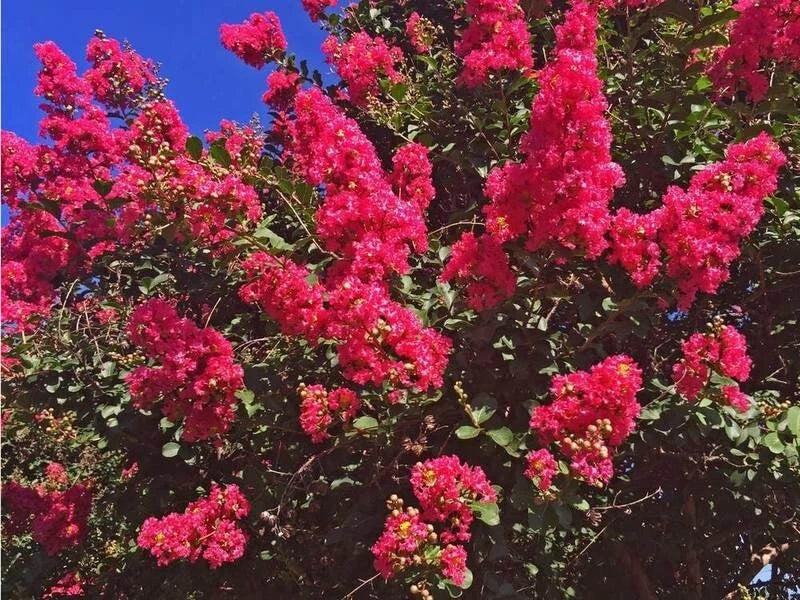 Dallas Red Cape Myrtle Seeds - Perennial Flowering Tree, Lagerstroemia indica, Red Flowers, 20 Seeds, US Seller