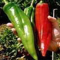 Big Jim Pepper Seeds - Heirloom Organic Non-GMO Hot Pepper Seeds Capsicum Annuum, 100+ Pack