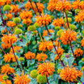 Klip Dagga Seeds 20 Pack - Leonotis Nepetifolia Orange Flower Garden Herb for Attracting Pollinators