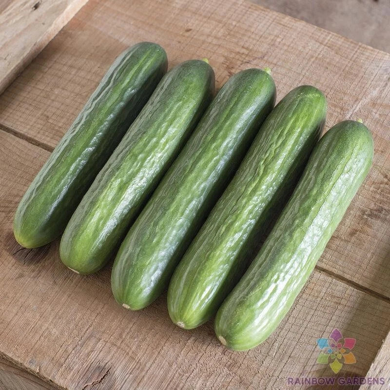 Katrina Cucumber Seeds - 25+ Pack, Non-GMO, Cucumis sativus, Home Garden, Crisp, Vining, Full Sun, USA Grown