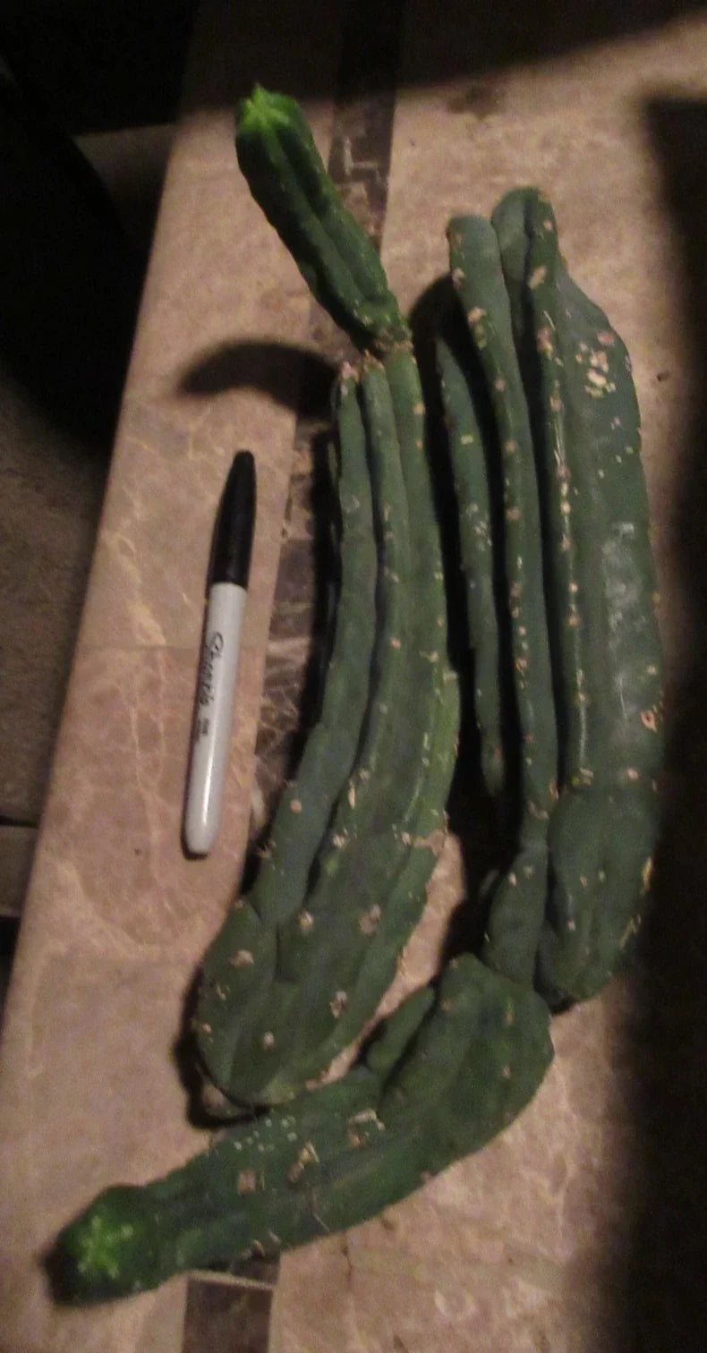 Cereus Monstrose Cactus Cuttings - 2 Long Stem Pieces - Unique Twisted Columnar Succulent - Indoor & Outdoor Garden Plant