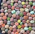 Mixed Succulent Seeds Pack - 100pcs Living Stones Lithops Seeds for Drought-Tolerant Indoor & Outdoor Gardening