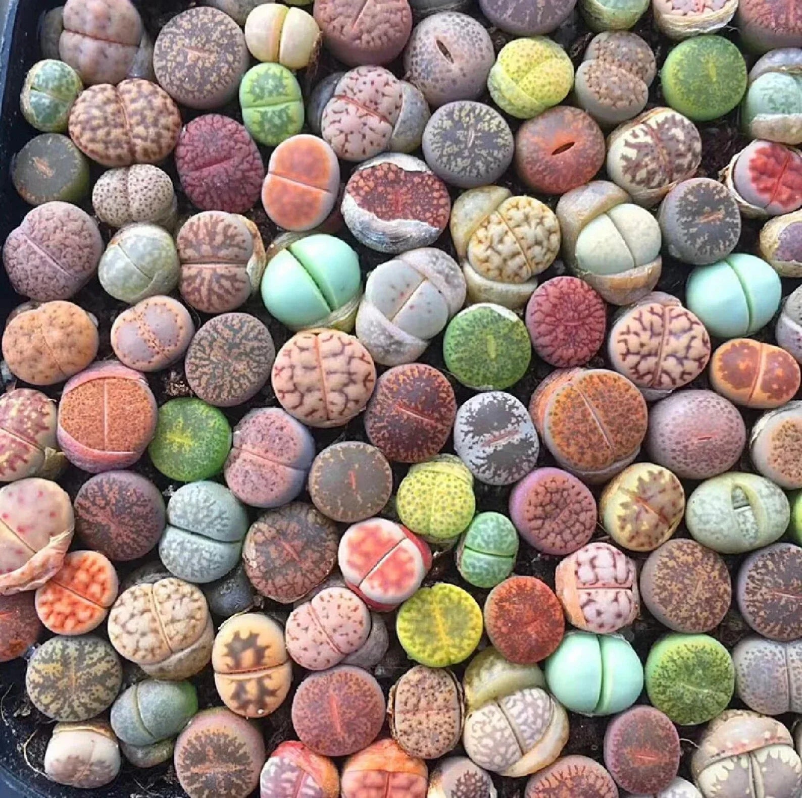 Mixed Succulent Seeds Pack - 100pcs Living Stones Lithops Seeds for Drought-Tolerant Indoor & Outdoor Gardening