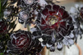 Black Rose Aeonium Cuttings - Zwartkop Schwarzkopf Succulent Rosette with Stem for Propagation and Gardening