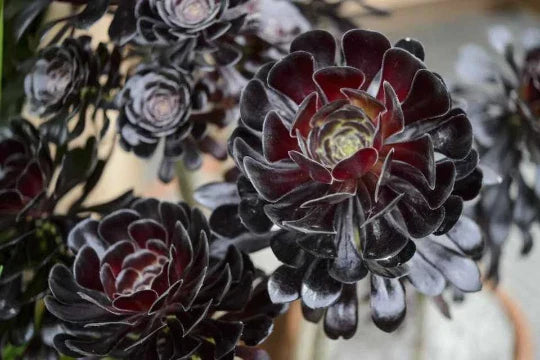 Black Rose Aeonium Cuttings - Zwartkop Schwarzkopf Succulent Rosette with Stem for Propagation and Gardening