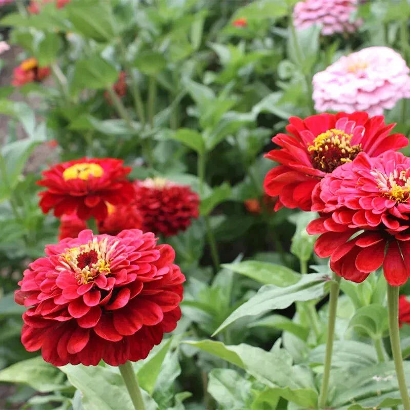 Will Rogers Zinnia Seeds - 100+ Pack, Vibrant Annual Flower, Zinnia elegans, Butterfly & Pollinator Attracting Seeds