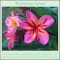 Rooted Plumeria Cutting - Polynesian Sunset - Fragrant Tropical Flower