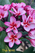 Pink Thai Plumeria Plant in 3-Inch Pot, Rooted Frangipani, Tropical Flower, Plumeria rubra
