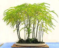Honey Locust Seeds - Thornless Gleditsia triacanthos - Deciduous Tree for Bonsai & Landscape - Fall Color, Drought Resistant