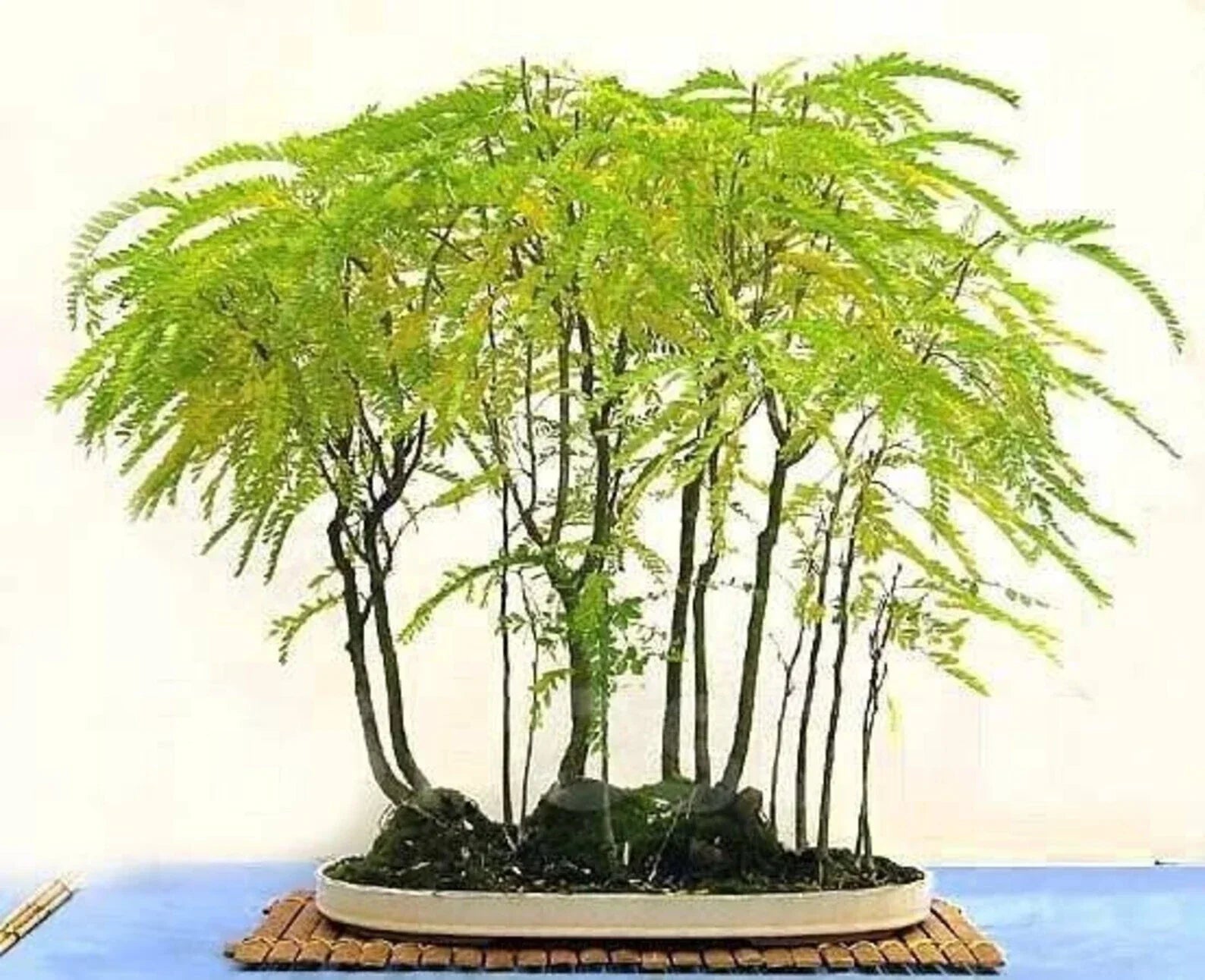 Honey Locust Seeds - Thornless Gleditsia triacanthos - Deciduous Tree for Bonsai & Landscape - Fall Color, Drought Resistant