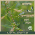 Black Willow Cuttings 18" Fresh Salix nigra Native Plant Propagation for Wetlands and Erosion Control