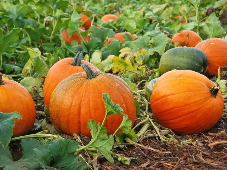 Organic Jack O'Lantern Pumpkin Seeds - 10 Cucurbita pepo, USA Grown, for Carving & Fall Decorations