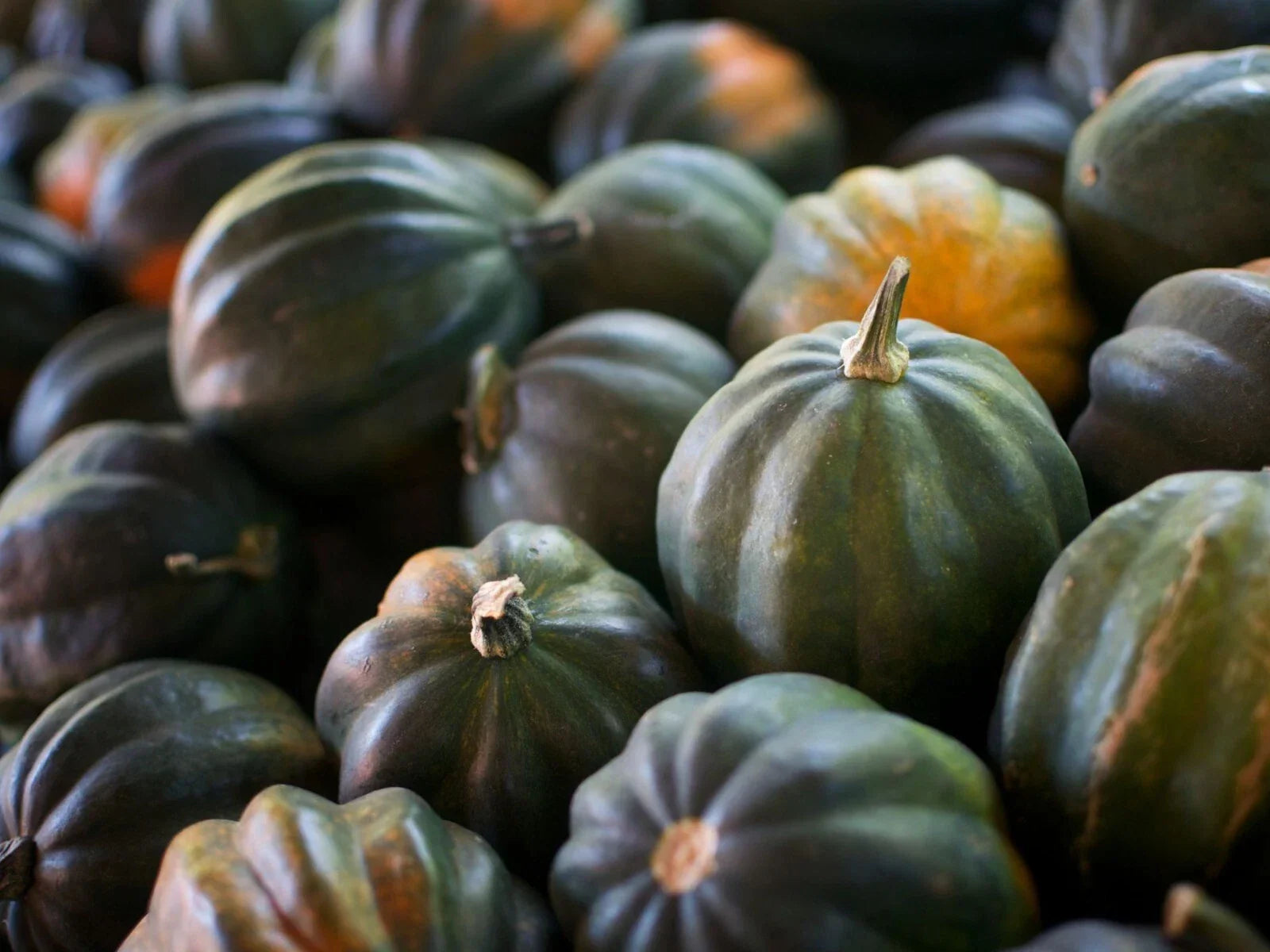Organic Acorn Squash Seeds - Heirloom Cucurbita pepo, 5 Pack for Home Garden, Non-GMO, Full Sun, Easy to Grow