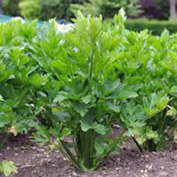 Organic Utah Tall Celery Seeds, Heirloom Apium graveolens, Non-GMO, 25+ Seeds for Home Garden & Container Growing