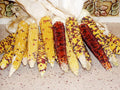 Popcorn Seeds - Carousel Variety - Zea mays everta - Non-GMO, High Yield, Fresh Seeds for Home Garden & Farming
