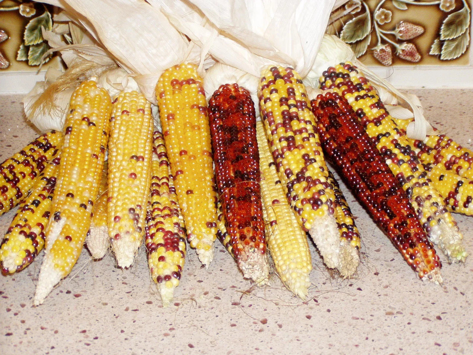 Popcorn Seeds - Carousel Variety - Zea mays everta - Non-GMO, High Yield, Fresh Seeds for Home Garden & Farming
