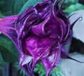 Double Queen Rose Angel Trumpet Seeds – Brugmansia spp. – Pink & Rose Flowers – 10 Pack – USA Grown