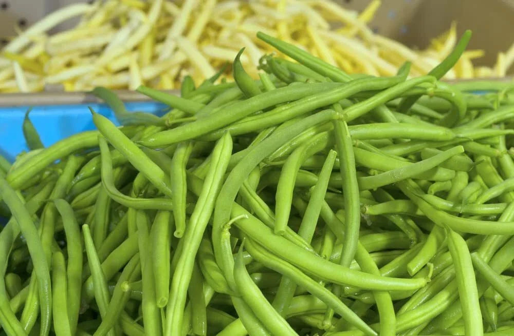 Jade Green Bean Seeds - 50 Hairless Phaseolus vulgaris Vegetable Seeds for Planting