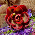 Live Succulent Plant Bare Root Echeveria 'Red Light' - Vibrant Red-Tipped Foliage for Home, Office & Wedding Decor