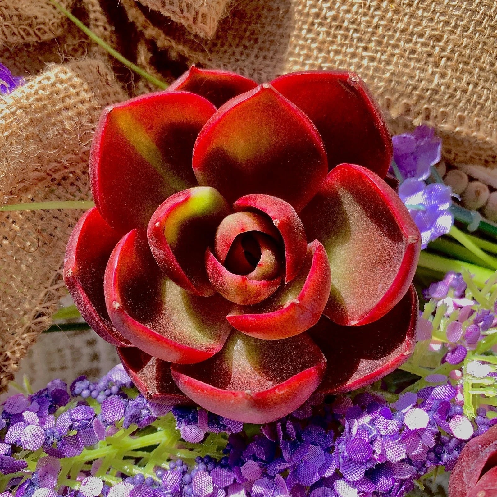 Live Succulent Plant Bare Root Echeveria 'Red Light' - Vibrant Red-Tipped Foliage for Home, Office & Wedding Decor