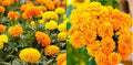 Marigold Seeds Bulk Pack - African Landscape Variety, Tagetes erecta, Non-GMO, Vibrant Tall Blooms, 1000+ Seeds for Gardening