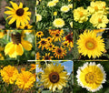 Wildflower Mix Seeds - 1 Oz Bulk Yellow Variety - Pollinator-Friendly Non-GMO