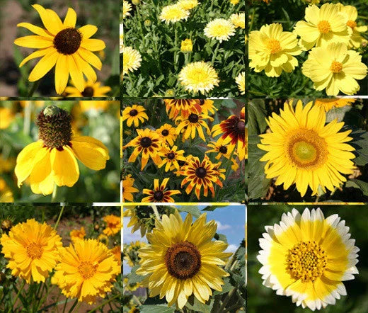 Wildflower Mix Seeds - 1 Oz Bulk Yellow Variety - Pollinator-Friendly Non-GMO