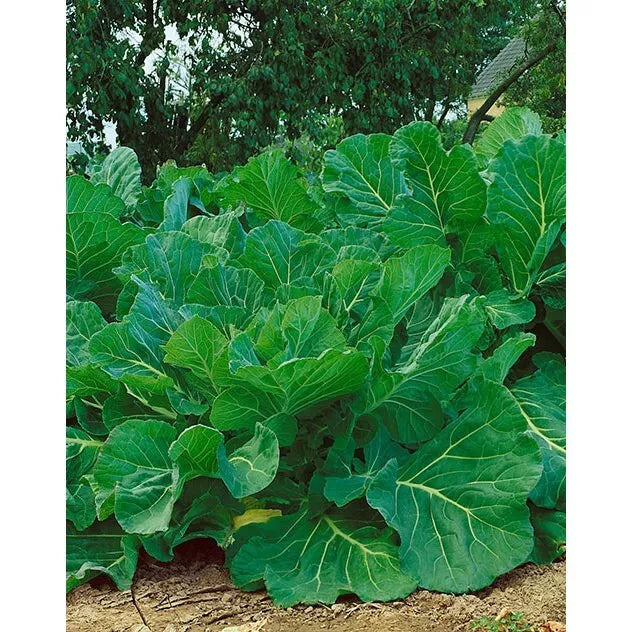Couve Tronchuda Kale Seeds - 2000 Non-GMO Heirloom Portuguese Brassica oleracea var. acephala