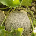 Muskmelon Seeds, 25+ Heirloom Non-GMO Edisto 47 Sweet Cucumis melo, Cantaloupe Seeds for Home Gardening