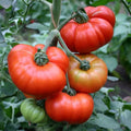 Marmande Tomato Seeds 50 Count Heirloom Non-GMO Vegetable Seeds for Garden Solanum lycopersicum