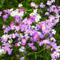 Virginia Stock Mix Seeds - Fragrant Low-Growing Flower Seeds for Borders & Ground Cover - Malcomia maritima