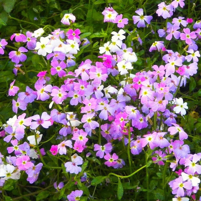 Virginia Stock Mix Seeds - Fragrant Low-Growing Flower Seeds for Borders & Ground Cover - Malcomia maritima