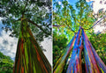 Rainbow Eucalyptus Seedling - Well Rooted Sapling - Vibrant Multicolored Bark - Eucalyptus deglupta Plant