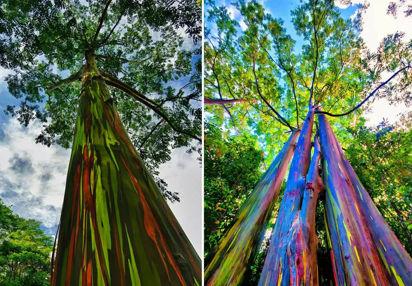 Rainbow Eucalyptus Seedling - Well Rooted Sapling - Vibrant Multicolored Bark - Eucalyptus deglupta Plant